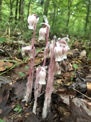 Monotropa uniflora