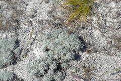 Artemisia hololeuca