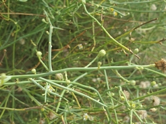 Chloracantha spinosa spinosa