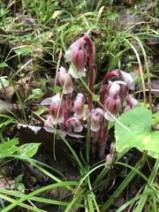 Monotropa uniflora