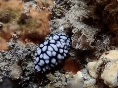 Phyllidiella