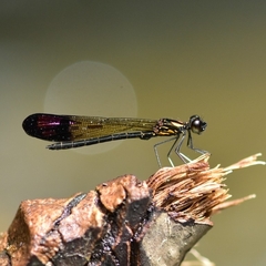 Heliocypha bisignata