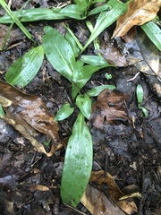 Spiranthes odorata