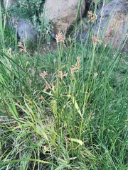 Schoenoplectus acutus