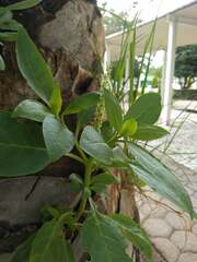 Phytolacca