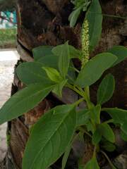 Phytolacca