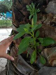 Phytolacca