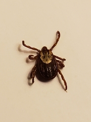 Dermacentor variabilis