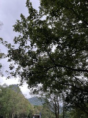 Liquidambar formosana