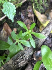 Sabatia calycina