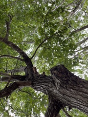 Liquidambar formosana