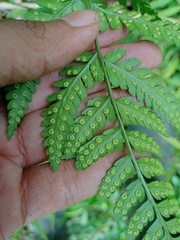 Dryopteris sparsa