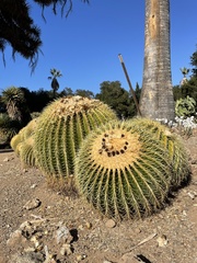 Kroenleinia grusonii