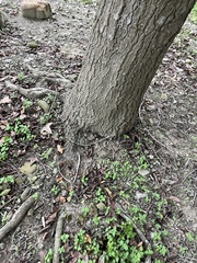 Liquidambar formosana