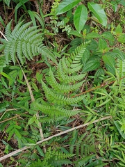 Dryopteris sparsa