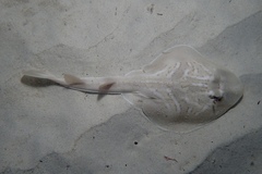 Trygonorrhina dumerilii