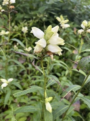 Chelone glabra