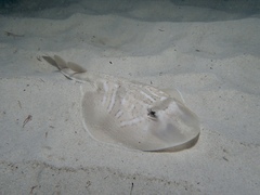 Trygonorrhina dumerilii