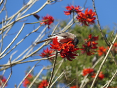 Philemon corniculatus