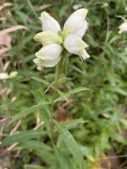 Chelone glabra