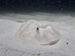 Trygonorrhina dumerilii