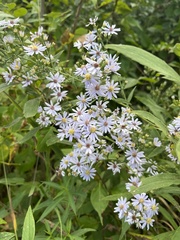 Symphyotrichum urophyllum