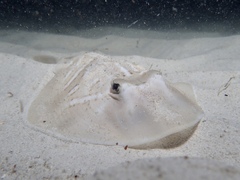 Trygonorrhina dumerilii