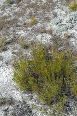 Artemisia salsoloides