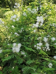 Mimosa pigra