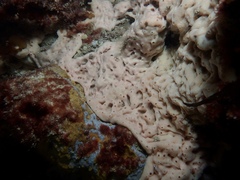Porifera