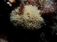 Porifera