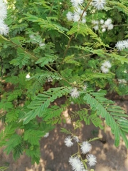 Mimosa pigra