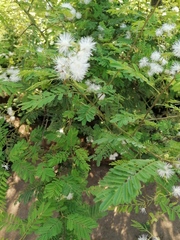 Mimosa pigra