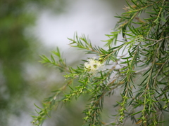 Melaleuca trichostachya