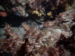 Octopus djinda