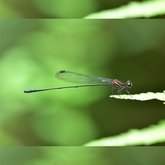 Prodasineura verticalis