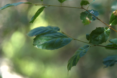 Quercus agrifolia agrifolia