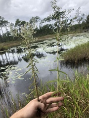 Eupatorium mohrii
