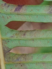 Dicranopteris curranii