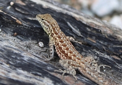 Uta stansburiana elegans