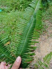 Dicranopteris curranii