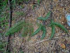 Dicranopteris curranii