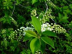 Prunus virginiana