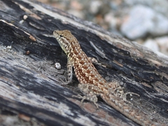 Uta stansburiana elegans