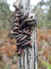 Perga affinis