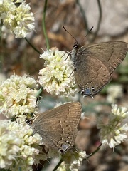 Satyrium saepium