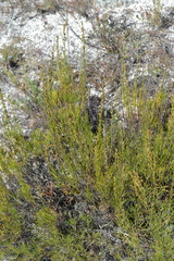 Artemisia salsoloides