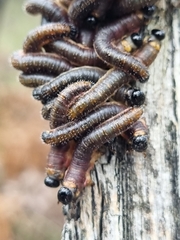 Perga affinis