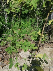 Vitex mollis