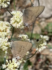 Satyrium saepium